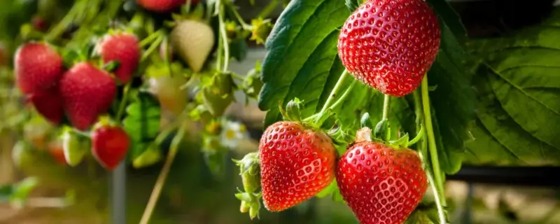 Naturipe, Strawberries, berries