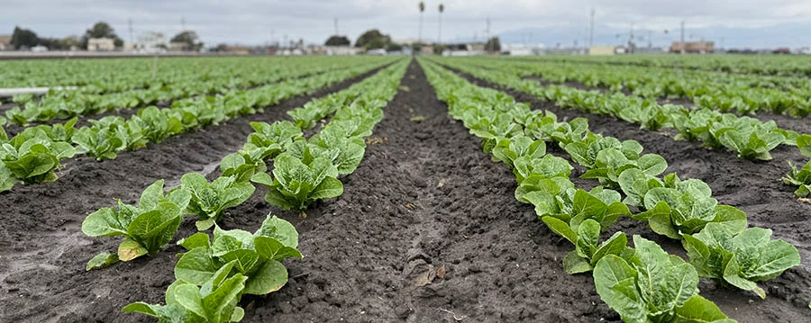 Tanimura & Antle at Reservoir